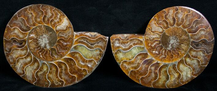 Cut and Polished Ammonite Pair #6189
